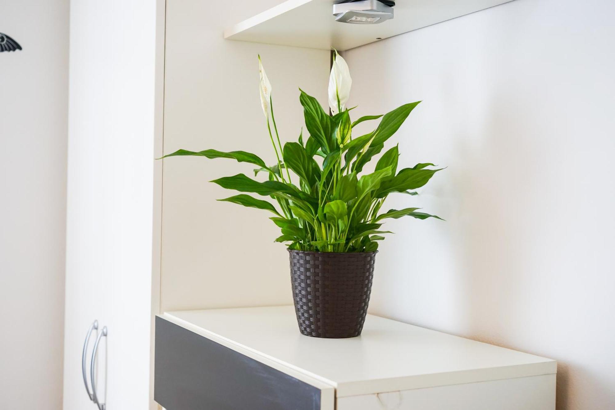 Apartment Floral Zadar